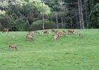 Parc National de Killarney (65)